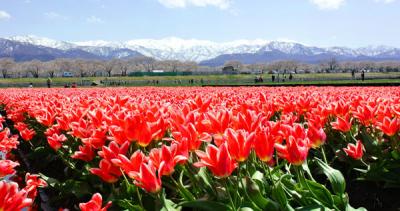 舟川な桜並木とチューリップ、朝日岳 写真